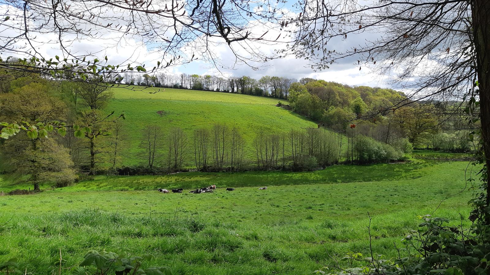Troupeau de bêtes sauvages au repos au fond de la vallée