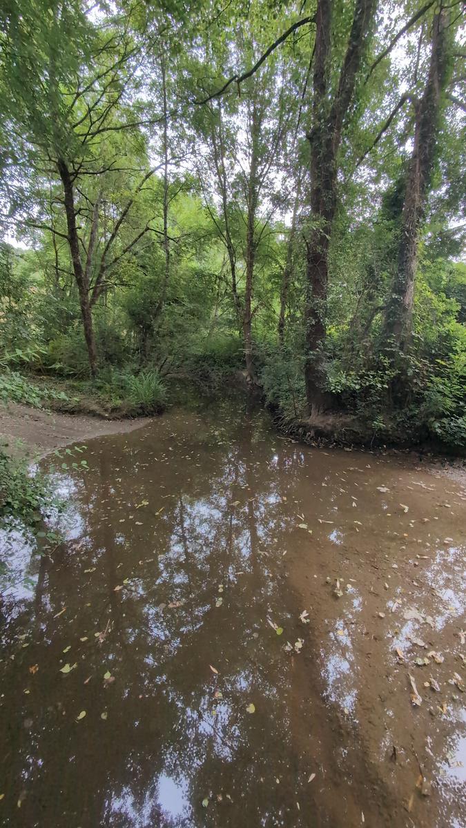 Sous bois et cours d'eau