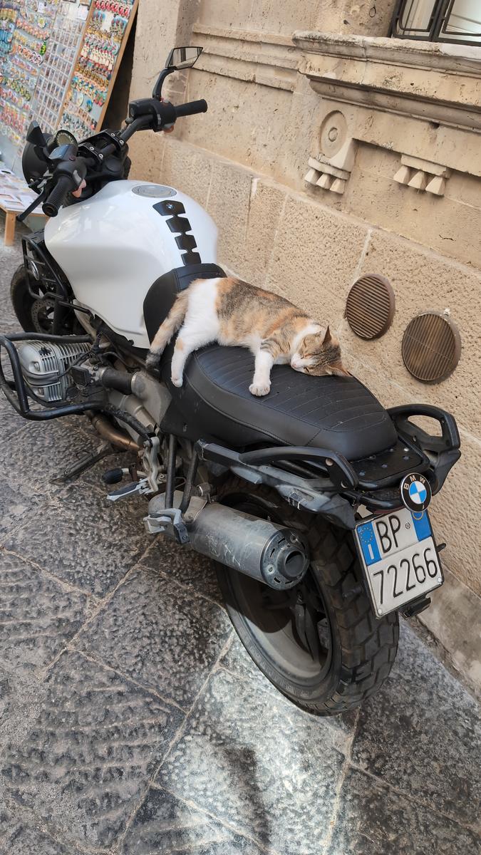 Un gatto motociclista Un gatto motociclista