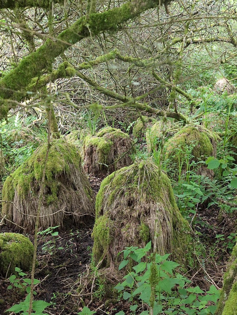 Au pays des trolls et des farfadets