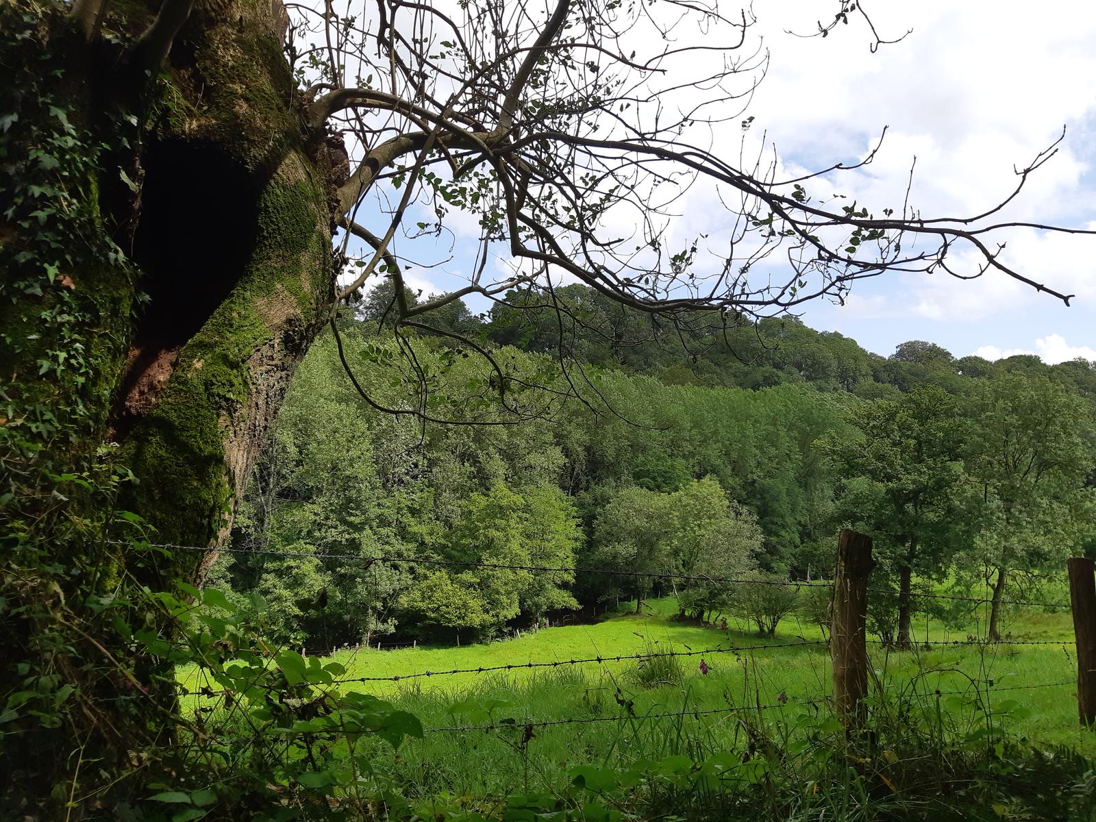 Vue sur la vallée verdoyante