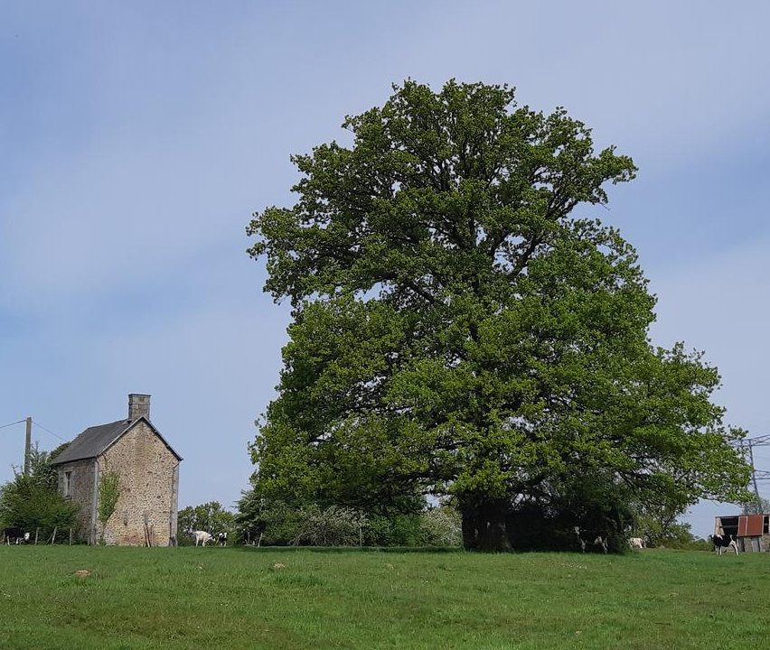 Chêne remarquable