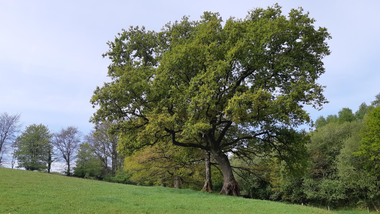 Chêne remarquable