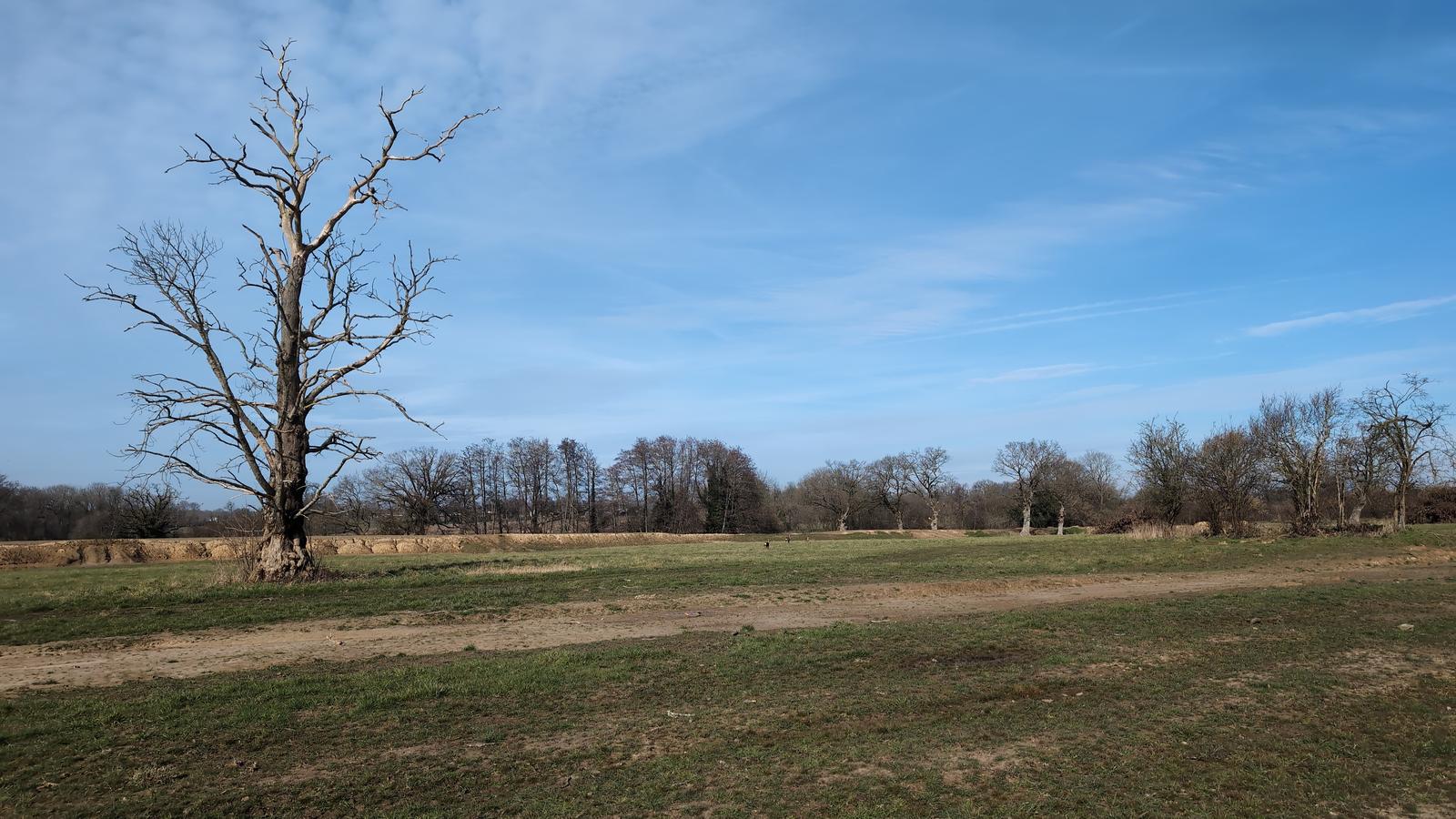 Dead Oak and the deers... 