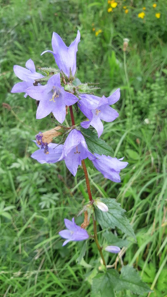 Campanule à feuilles d'ortie