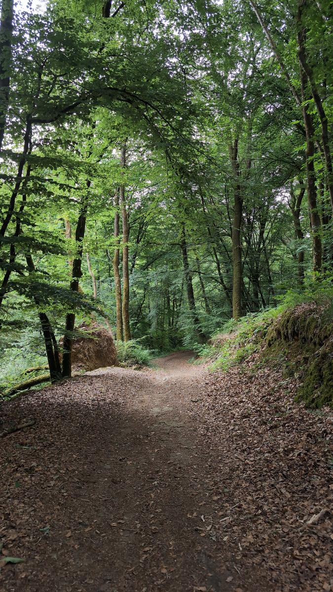 Joli sous bois ombragé