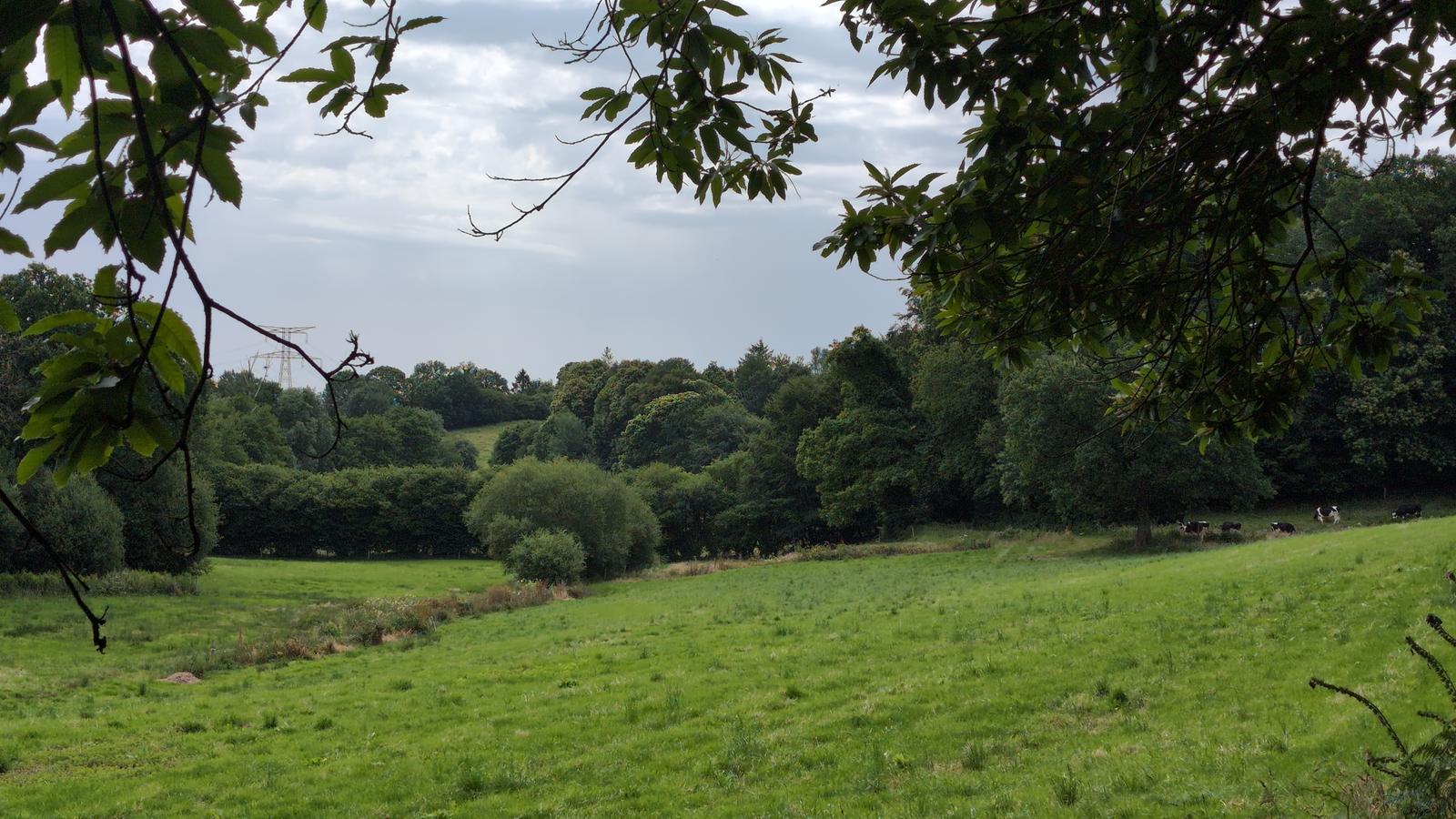 Joli sous bois ombragé