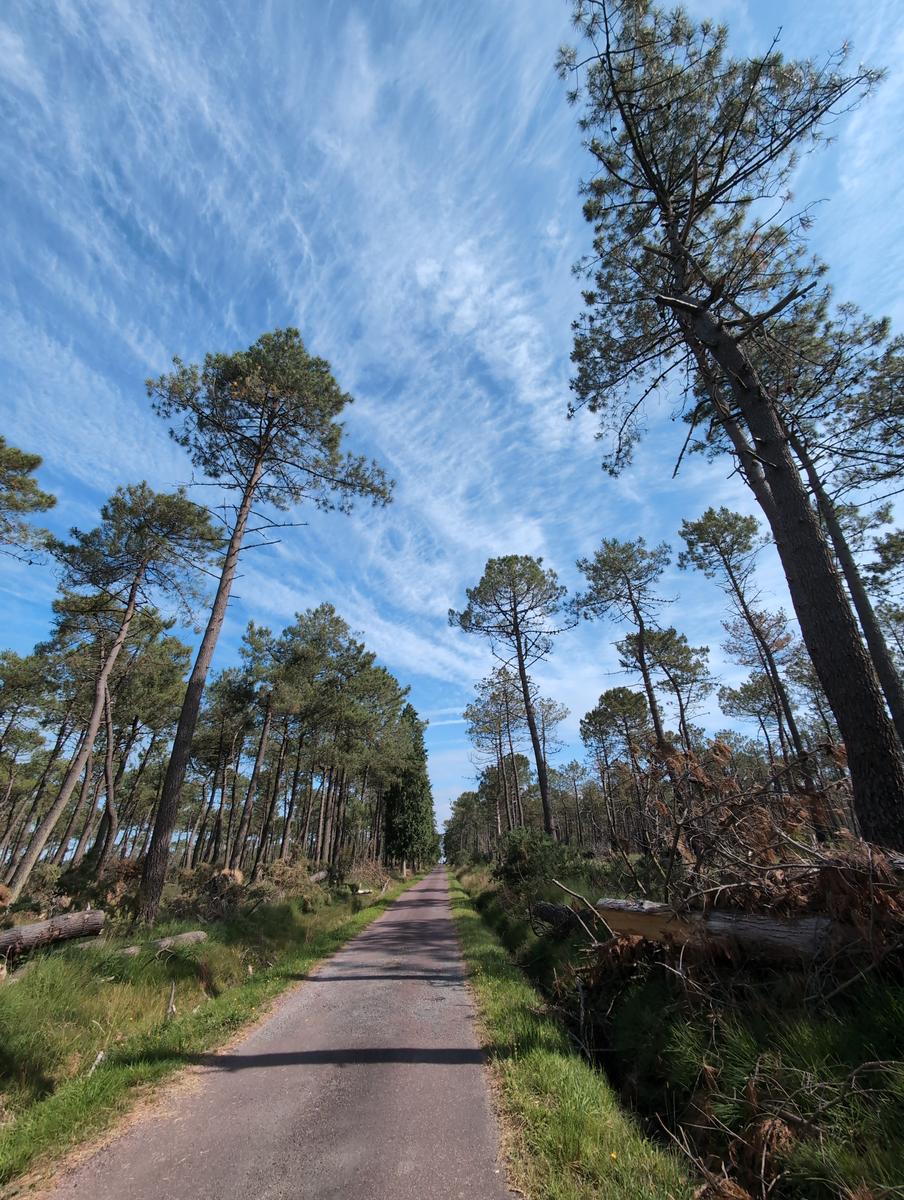 Forêt de Pirou
